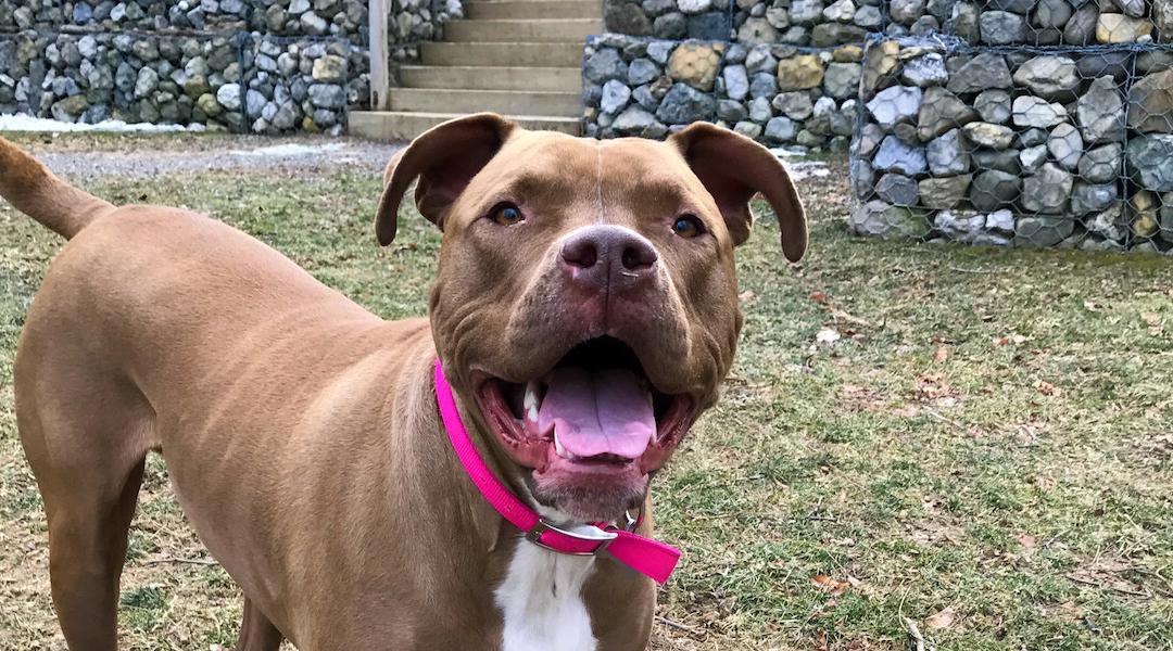 How to Share Every Endearing Quirk about a Dog Without Overwhelming Adopters