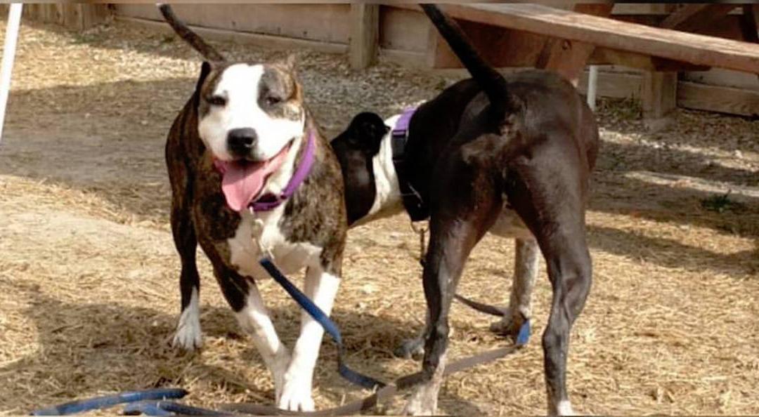 Taking 30 Seconds to Take a Video of a Shelter Dog Might Be The Key to Finding Him a Home