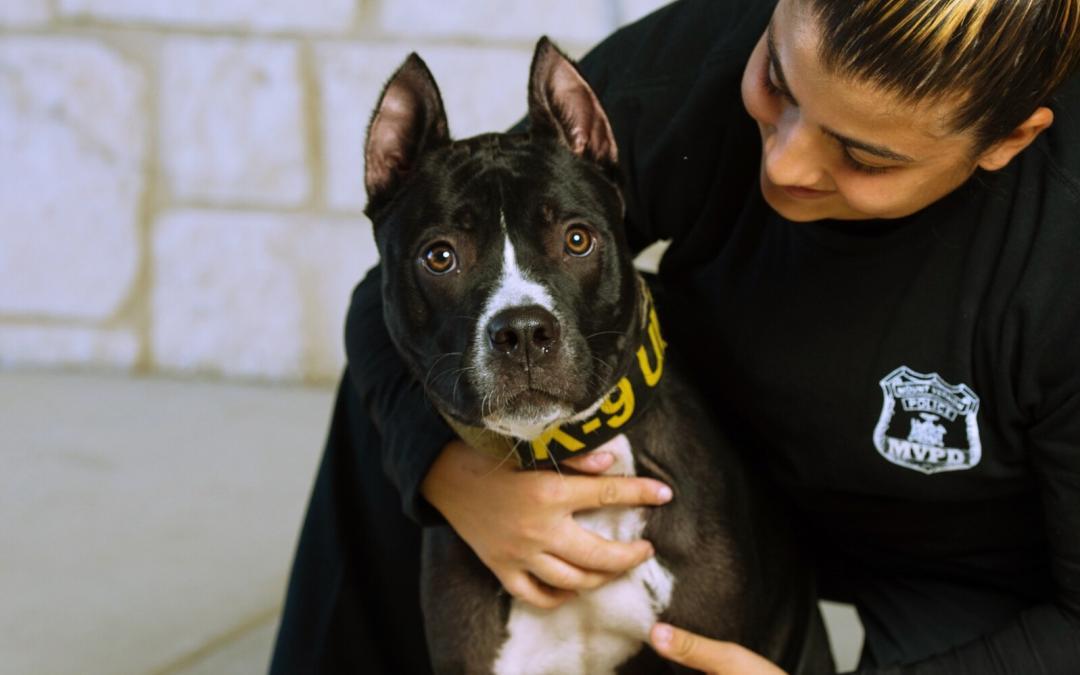 “Pit Bull” K9 Helps Bring a Boy with Autism Back Home to His Family