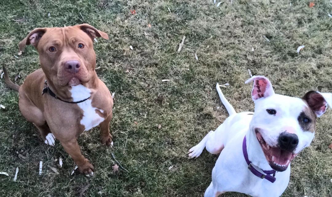 Outdated Thinking Is Going to Hurt Dogs in South Carolina