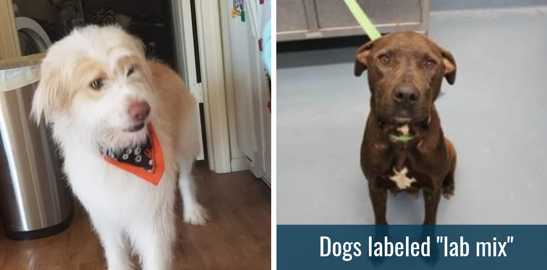 These Inconsistent Breed Guesses Are Exactly Why Shelters Need to Drop the Labels