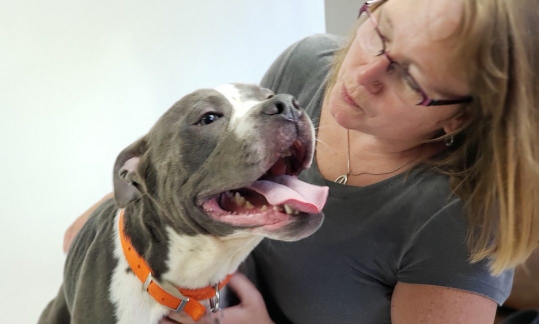 This Breed Recognition App Is Ripping Dogs From Their Families