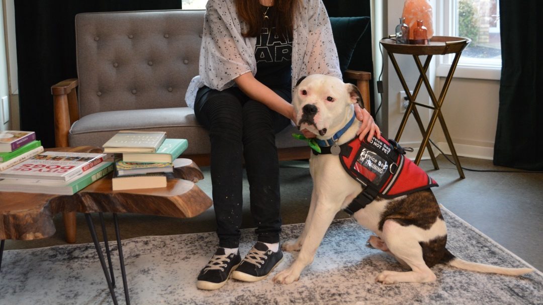 Let’s Talk About Service Dogs, Emotional Support Animals, and Therapy Dogs