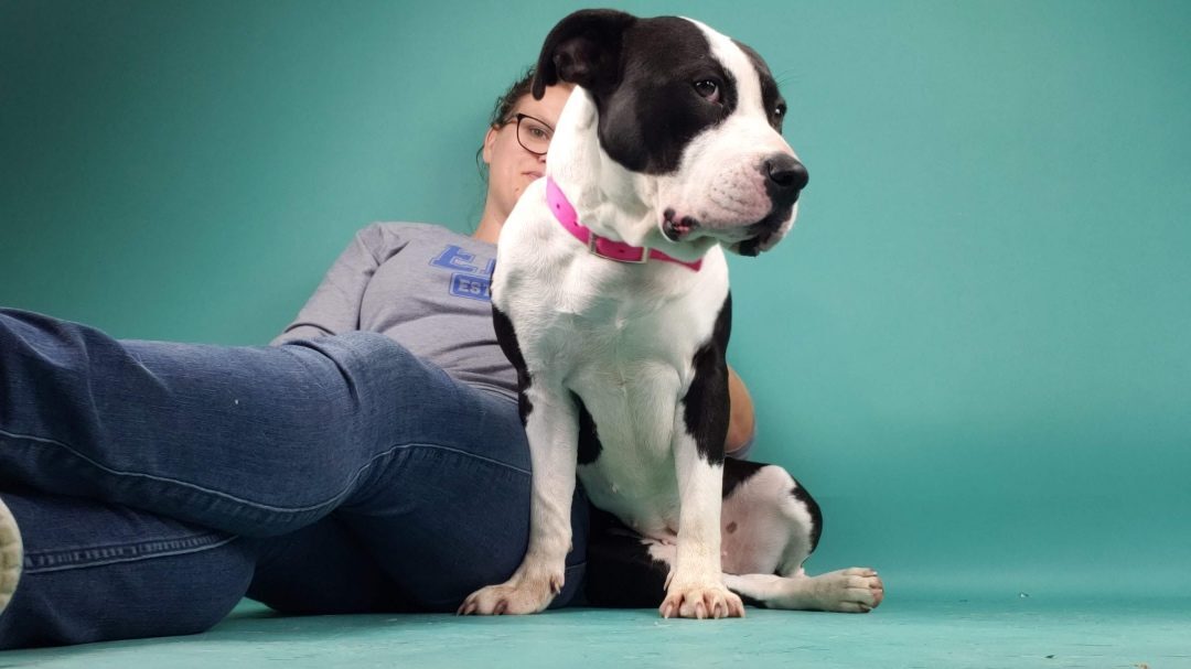 Does the Language We Use In Animal Welfare Hurt Dogs?