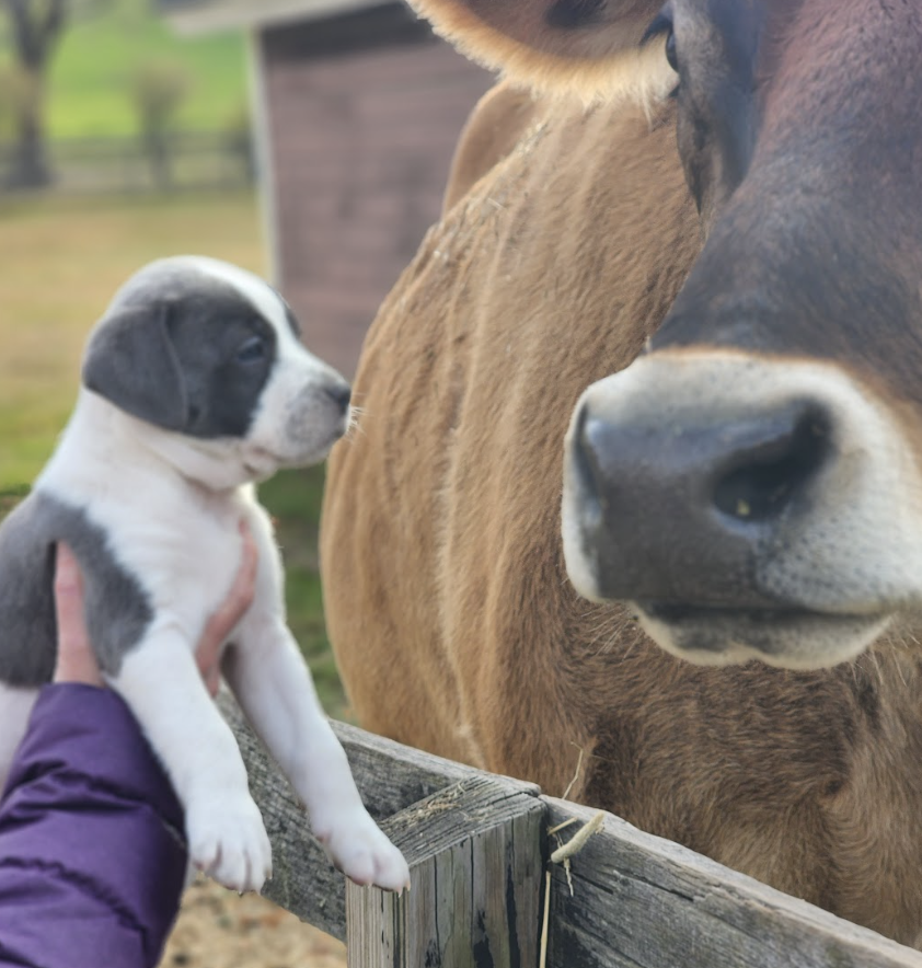 Puppy meeting cow