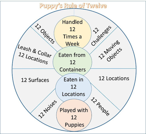 12 activities for puppies chart