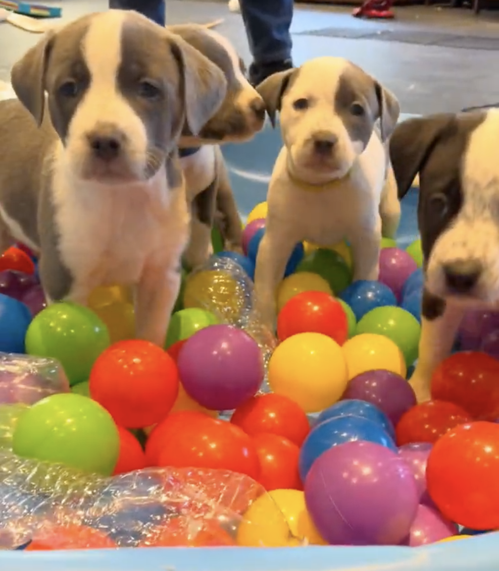 Puppies in ball pit