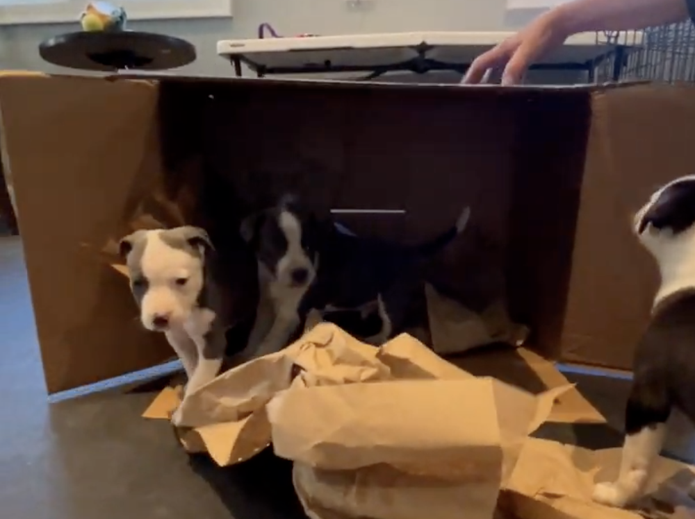 Puppies with box