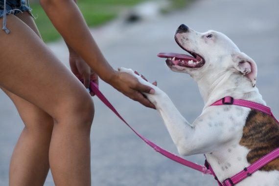 Woman getting a high five from her pitbull puppy